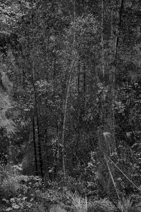 White Noise