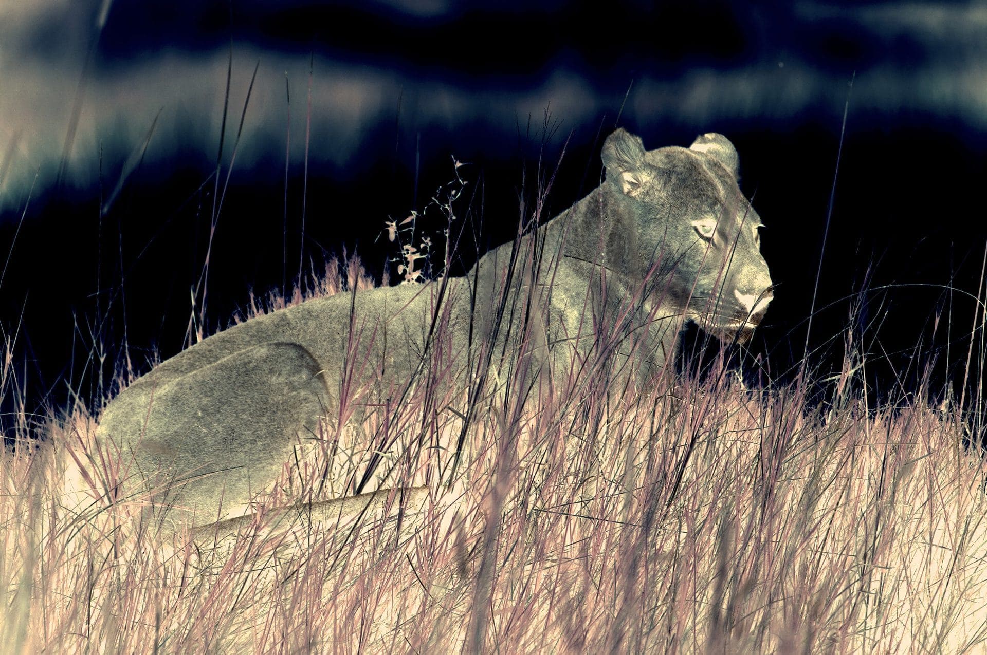 Night Watch LOTB 1920 pix
