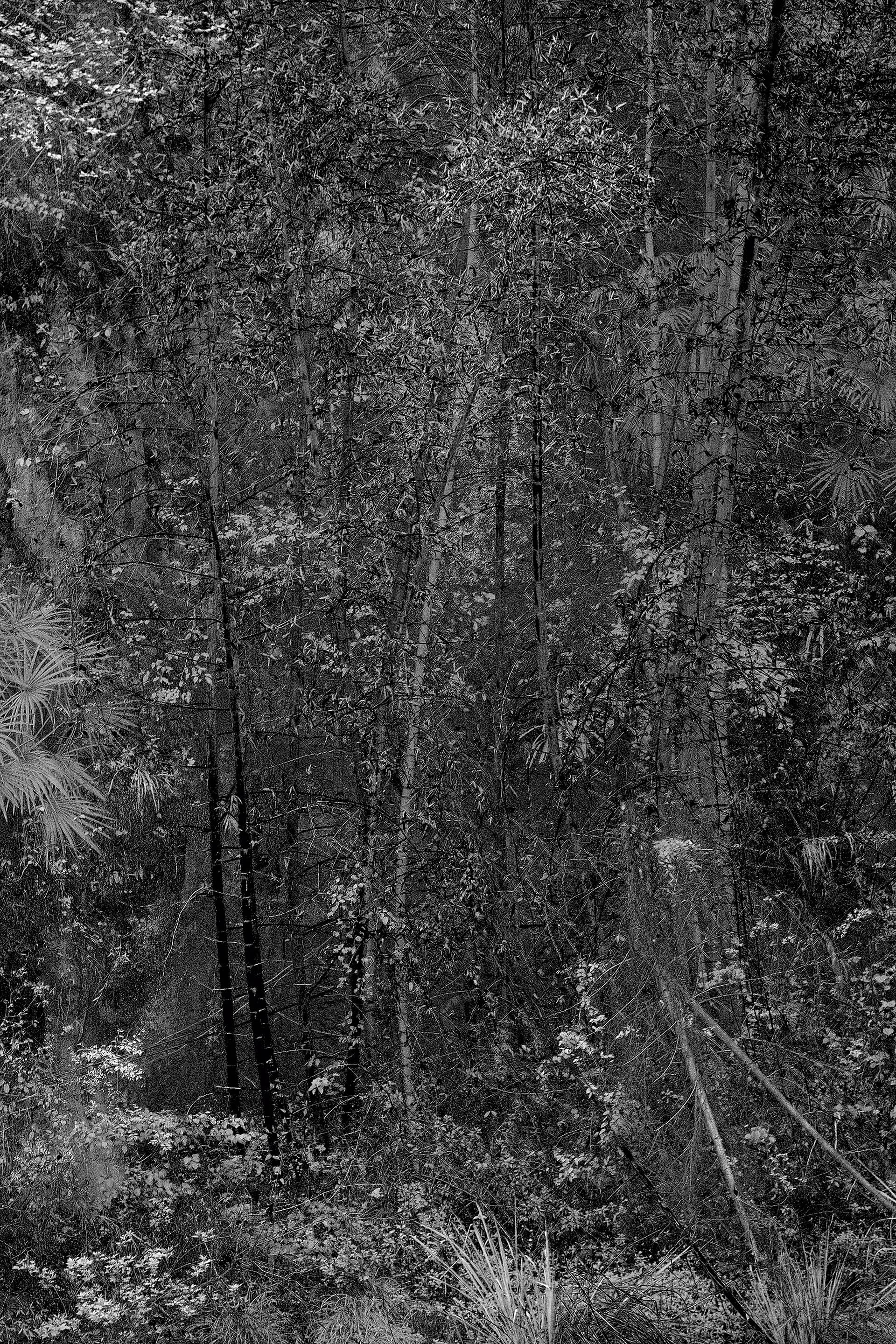 White Noise 0